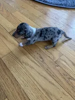 Akc Robin, a female Miniature Dachshund for sale in Decatur, IN – Photo 3 of 5