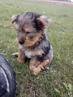 Rufas, a male Yorkshire Terrier for sale in Decatur, IN – 5 of 5