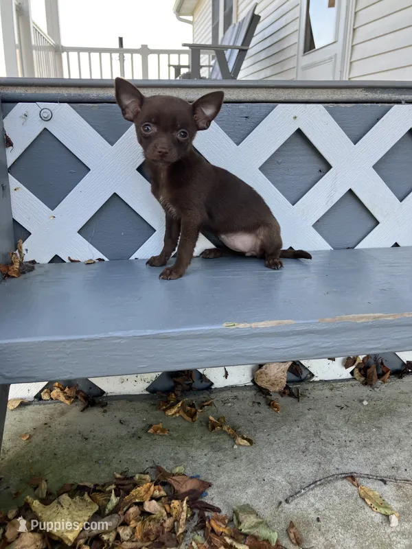 Lydia – Chihuahua puppy for sale in Decatur, IN