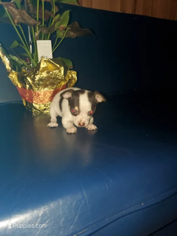 Mary – Chihuahua puppy for sale in Decatur, IN
