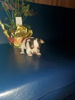 Mary, a female Chihuahua for sale in Decatur, IN – 1 of 4