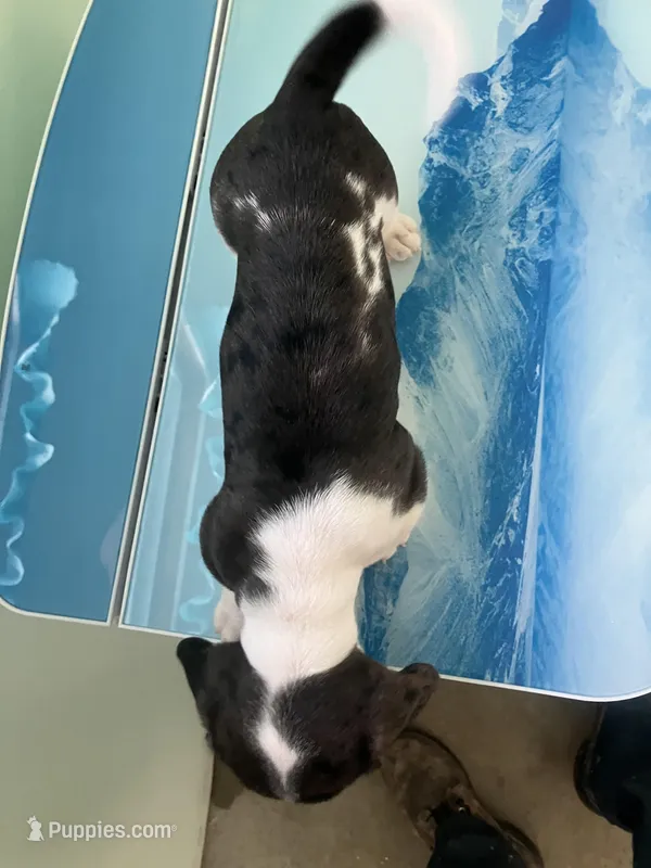 Akc Laura – Miniature Dachshund puppy for sale in Decatur, IN