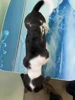 Akc Laura, a female Miniature Dachshund for sale in Decatur, IN – Photo 4 of 5