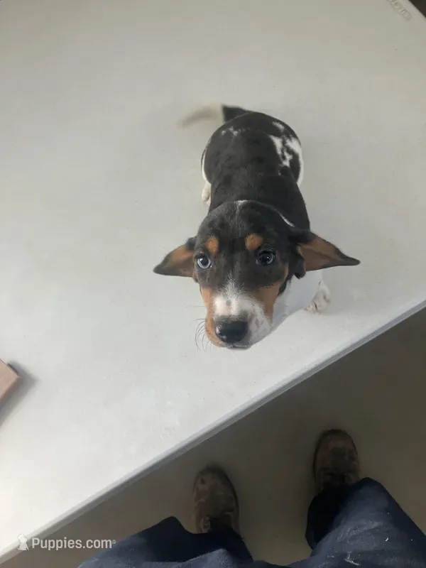 Akc Laura – Miniature Dachshund puppy for sale in Decatur, IN