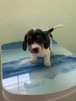 Akc Laura, a female Miniature Dachshund for sale in Decatur, IN – Photo 5 of 5