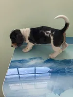 Akc Laura, a female Miniature Dachshund for sale in Decatur, IN – Photo 2 of 5