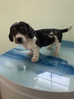 Akc Laura, a female Miniature Dachshund for sale in Decatur, IN – Photo 1 of 5