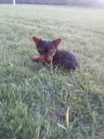 Belle, a female Yorkshire Terrier for sale in Decatur, IN – 5 of 6