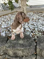 Akc Rosy, a female Miniature Dachshund for sale in Decatur, IN – 3 of 5