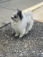 Akc Fluff Ball, a male Pomeranian for sale in Decatur, IN – 2 of 7