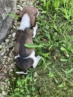 Akc Ray, a male Miniature Dachshund for sale in Decatur, IN – 2 of 6