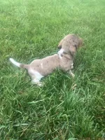 Akc Jenny, a female Miniature Dachshund for sale in Decatur, IN – 3 of 4