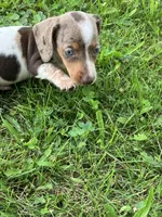 Akc Davon , a male Miniature Dachshund for sale in Decatur, IN – 4 of 6