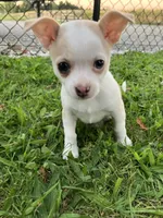 Akc Marie, a female Chihuahua for sale in Decatur, IN – 1 of 5
