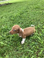 Akc Deloris, a male Miniature Dachshund for sale in Decatur, IN – 6 of 6