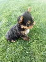 Mark, a male Yorkshire Terrier for sale in Decatur, IN – 3 of 4