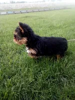 Mark, a male Yorkshire Terrier for sale in Decatur, IN – 4 of 4