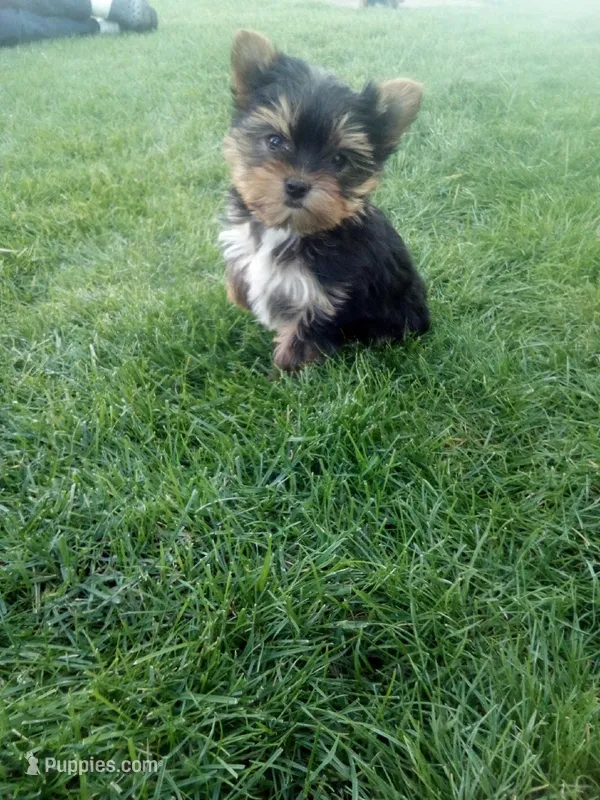 Mark – Yorkshire Terrier puppy for sale in Decatur, IN