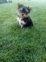 Mark, a male Yorkshire Terrier for sale in Decatur, IN – 1 of 4