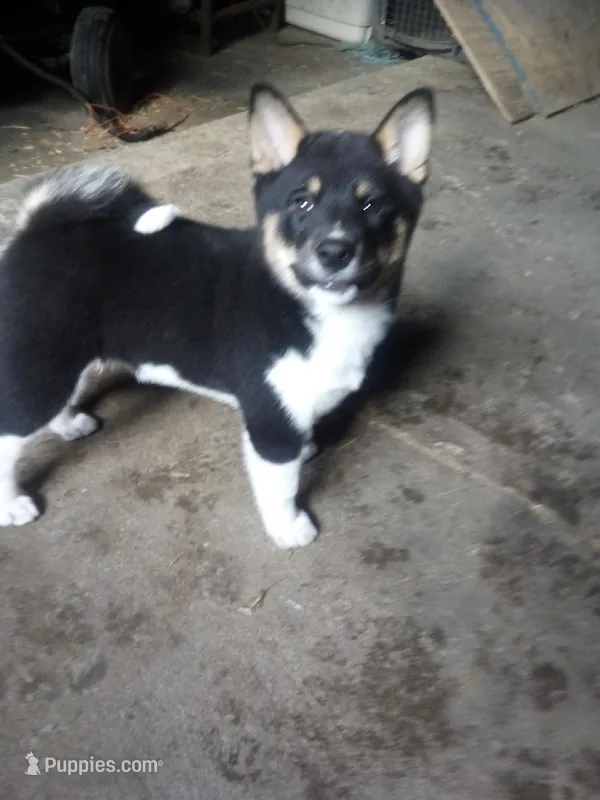 Akc Jacky – Shiba Inu puppy for sale in Decatur, IN