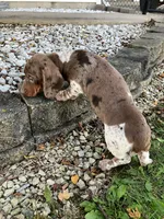Akc Rosy, a female Miniature Dachshund for sale in Decatur, IN – 5 of 5
