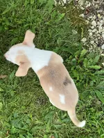 Akc Marie, a female Chihuahua for sale in Decatur, IN – 5 of 5