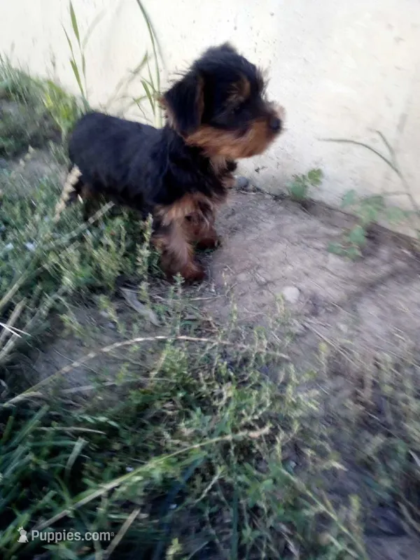 Reba – Yorkshire Terrier puppy for sale in Decatur, IN