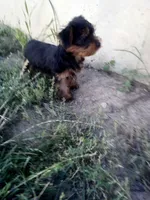 Reba, a female Yorkshire Terrier for sale in Decatur, IN – 1 of 6