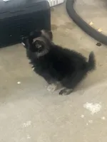 Pete, a male Pomeranian for sale in Decatur, IN – 2 of 7