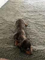 Kathy, a female Miniature Dachshund for sale in Decatur, IN – Photo 3 of 4