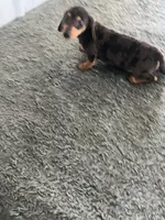 Kathy, a female Miniature Dachshund for sale in Decatur, IN – Photo 2 of 4