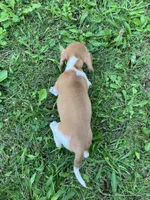Akc Deloris, a male Miniature Dachshund for sale in Decatur, IN – 4 of 6