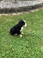 Akc Ranger, a male Bernese Mountain Dog for sale in Decatur, IN – 5 of 5