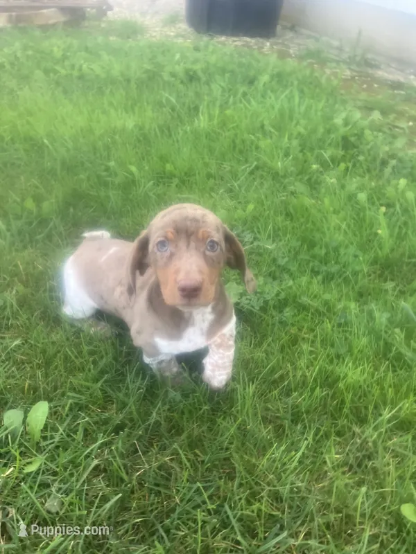 Akc Darlene – Miniature Dachshund puppy for sale in Decatur, IN