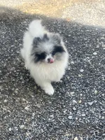 Akc Cutie, a male Pomeranian for sale in Decatur, IN – 6 of 6