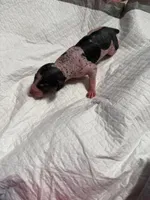 Chocolate Chip , a female Xoloitzcuintli for sale in Manitowoc, WI – Photo 5 of 6