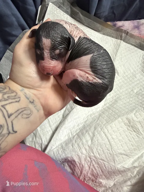 Chocolate Chip  – Xoloitzcuintli puppy for sale in Manitowoc, WI