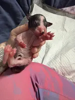 Chocolate Chip , a female Xoloitzcuintli for sale in Manitowoc, WI – Photo 6 of 6