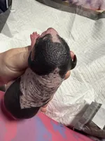 Chocolate Chip , a female Xoloitzcuintli for sale in Manitowoc, WI – Photo 2 of 6