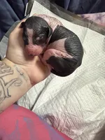 Chocolate Chip , a female Xoloitzcuintli for sale in Manitowoc, WI – Photo 4 of 6