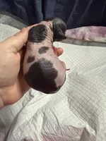 Cookies n Cream, a male Xoloitzcuintli for sale in Manitowoc, WI – Photo 3 of 5