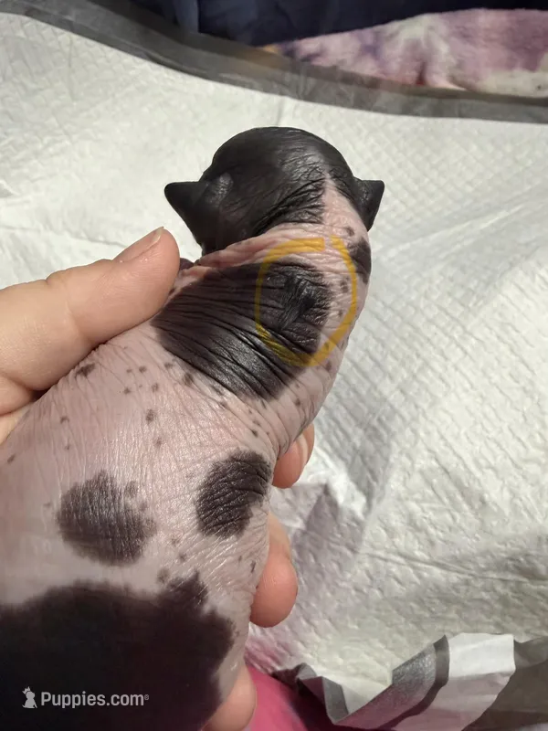 Cookies n Cream – Xoloitzcuintli puppy for sale in Manitowoc, WI