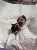 Cookies n Cream, a male Xoloitzcuintli for sale in Manitowoc, WI – Photo 4 of 5