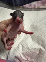 Cookies n Cream, a male Xoloitzcuintli for sale in Manitowoc, WI – Photo 2 of 5