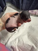 Cookies n Cream, a male Xoloitzcuintli for sale in Manitowoc, WI – Photo 5 of 5