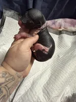 Chunky Monkey , a female Xoloitzcuintli for sale in Manitowoc, WI – Photo 3 of 7