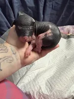 Chunky Monkey , a female Xoloitzcuintli for sale in Manitowoc, WI – Photo 4 of 7