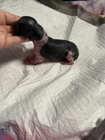 Chunky Monkey , a female Xoloitzcuintli for sale in Manitowoc, WI – Photo 7 of 7