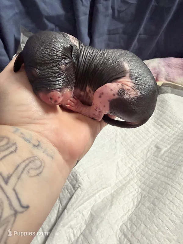 Chunky Monkey , a female Xoloitzcuintli for sale in Manitowoc, WI – Photo 1 of 7