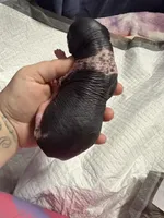 Chunky Monkey , a female Xoloitzcuintli for sale in Manitowoc, WI – Photo 5 of 7